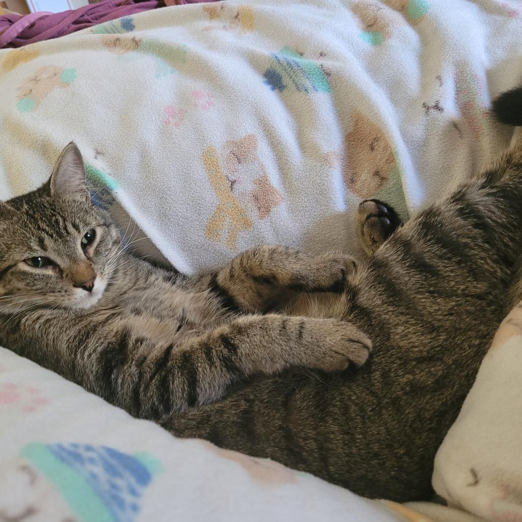 Enlarge Javier, a Adoptable Domestic Short Hair in Jacksonville, OR image 5/5