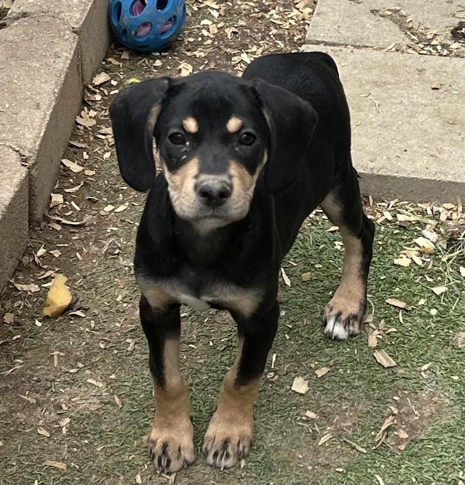 Sunflower, Adoptable, Puppy Female Labrador Retriever & Hound.