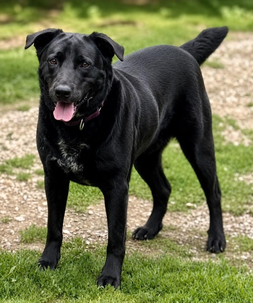 Enlarge Carter, a Adoptable mixed breed in Crossville, TN image 1/6