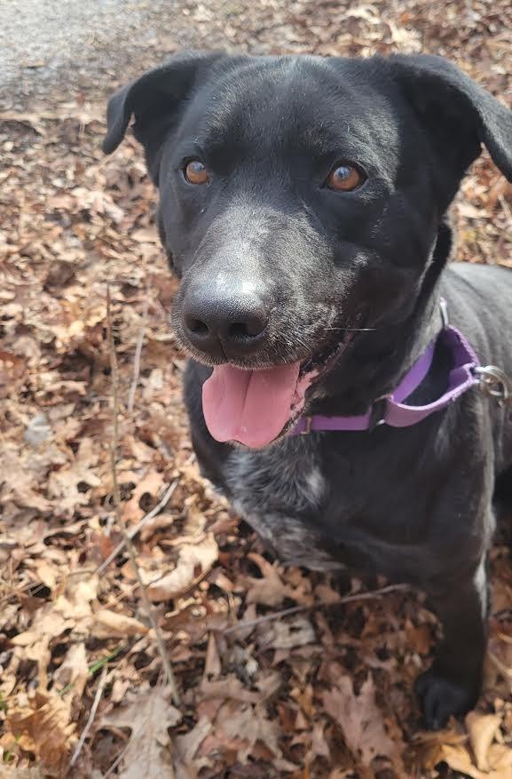 Carter, Adoptable, Adult Male Labrador Retriever & Mixed Breed.
