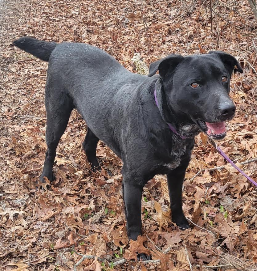 Carter, a Adoptable mixed breed in Crossville, TN image 2/6