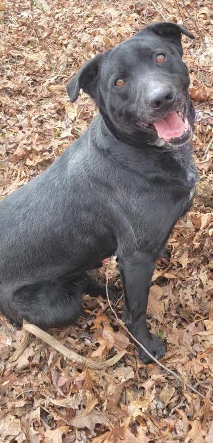 Carter, a Adoptable mixed breed in Crossville, TN image 3/6