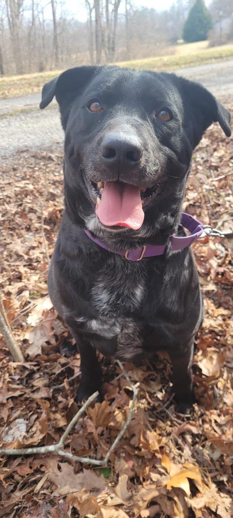 Carter, a Adoptable mixed breed in Crossville, TN image 4/6