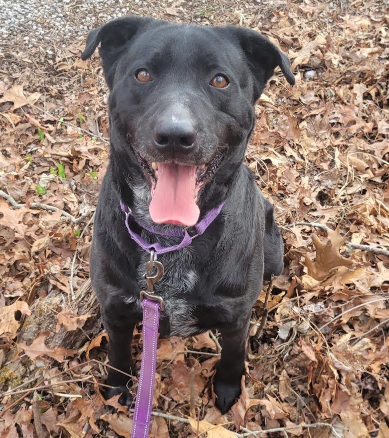 Carter, a Adoptable mixed breed in Crossville, TN image 5/6
