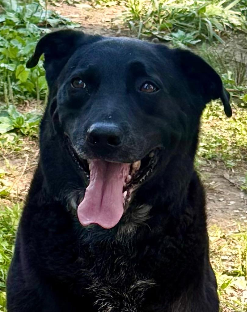 Enlarge Carter, a Adoptable mixed breed in Crossville, TN image 4/6