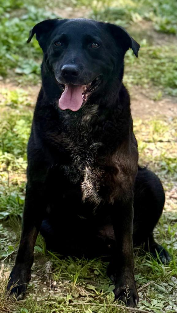 Enlarge Carter, a Adoptable mixed breed in Crossville, TN image 5/6