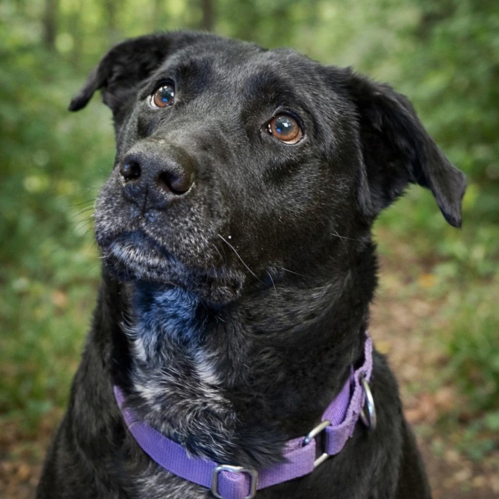 Carter, a Adoptable mixed breed in Crossville, TN image 6/6