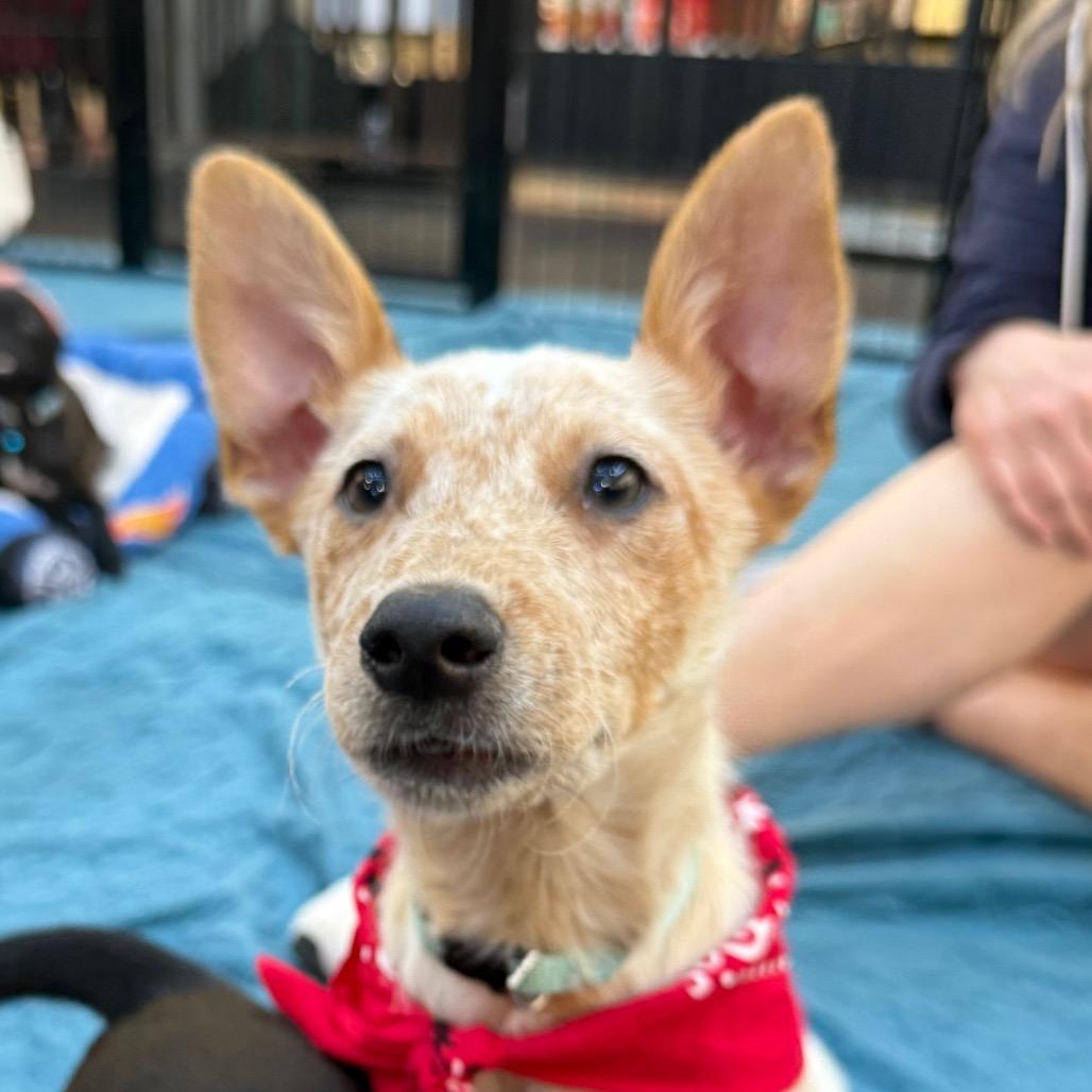 Brooks, Adoptable, Puppy Male Cattle Dog.