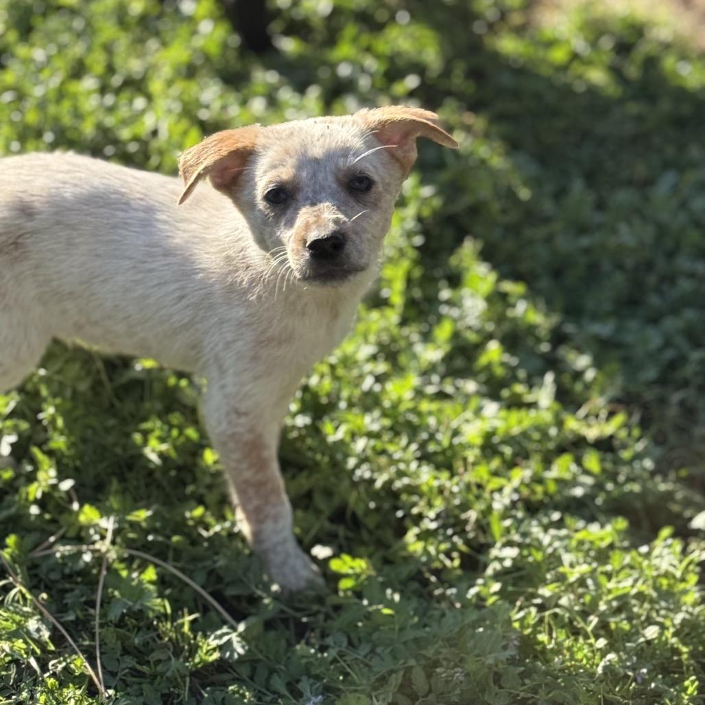 Brooks, Adoptable, Puppy Male Cattle Dog.