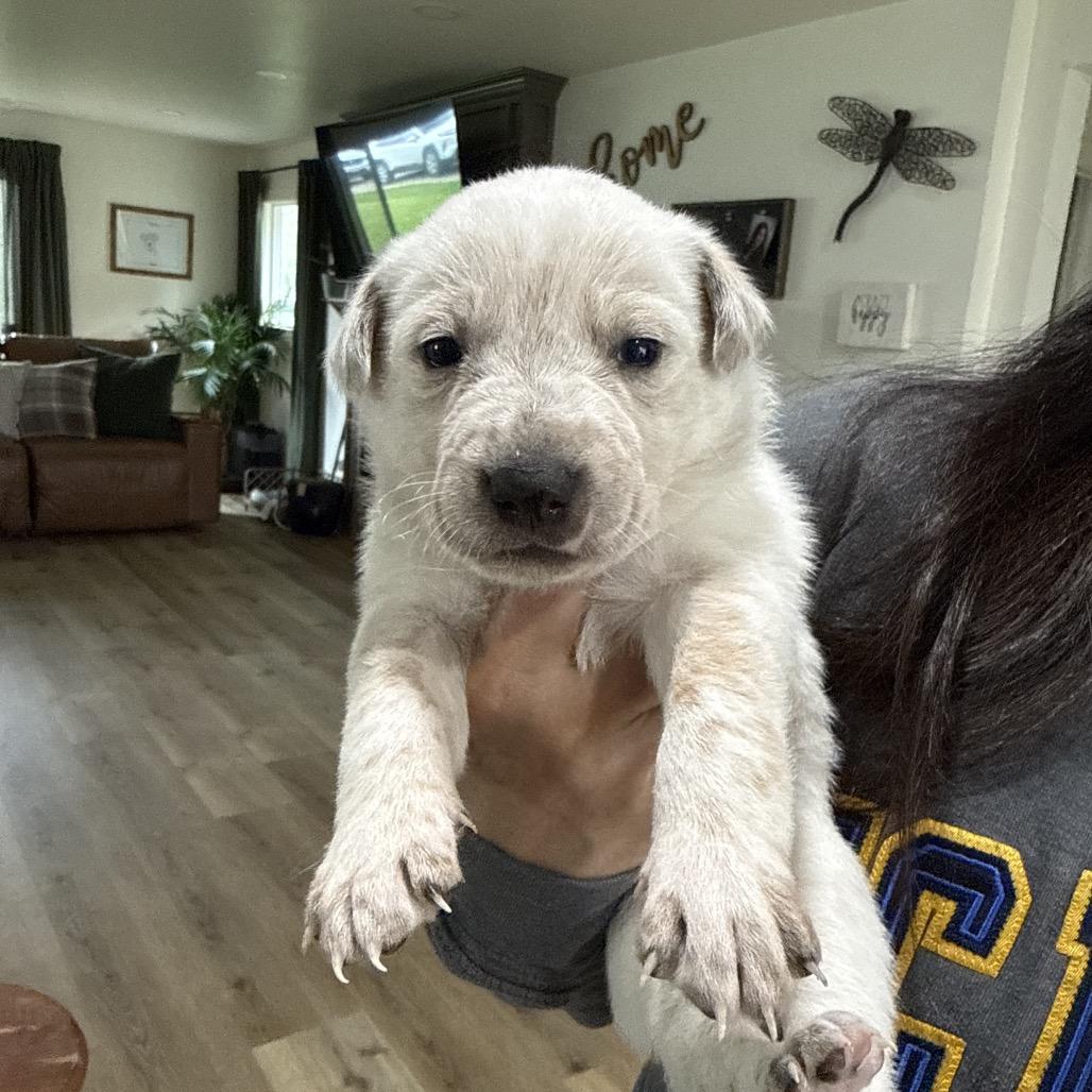 Enlarge Brooks, a Adoptable Cattle Dog in Sacramento, CA image 2/2