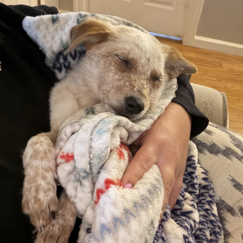 Brooks, a Adoptable Cattle Dog in Sacramento, CA image 4/6