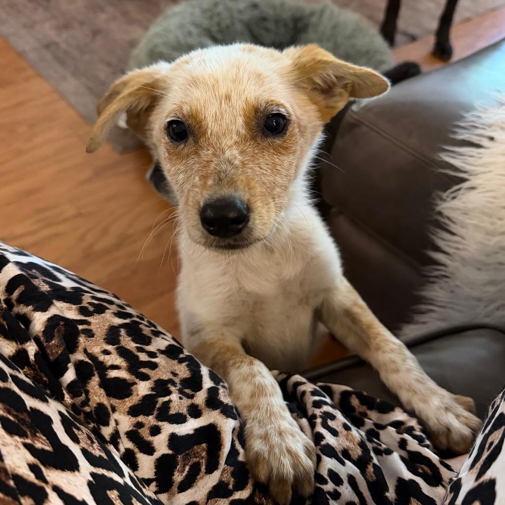 Brooks, a Adoptable Cattle Dog in Sacramento, CA image 5/6