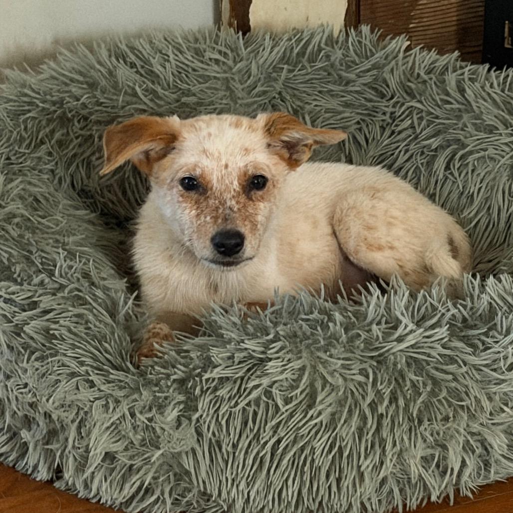 Brooks, a Adoptable Cattle Dog in Sacramento, CA image 6/6