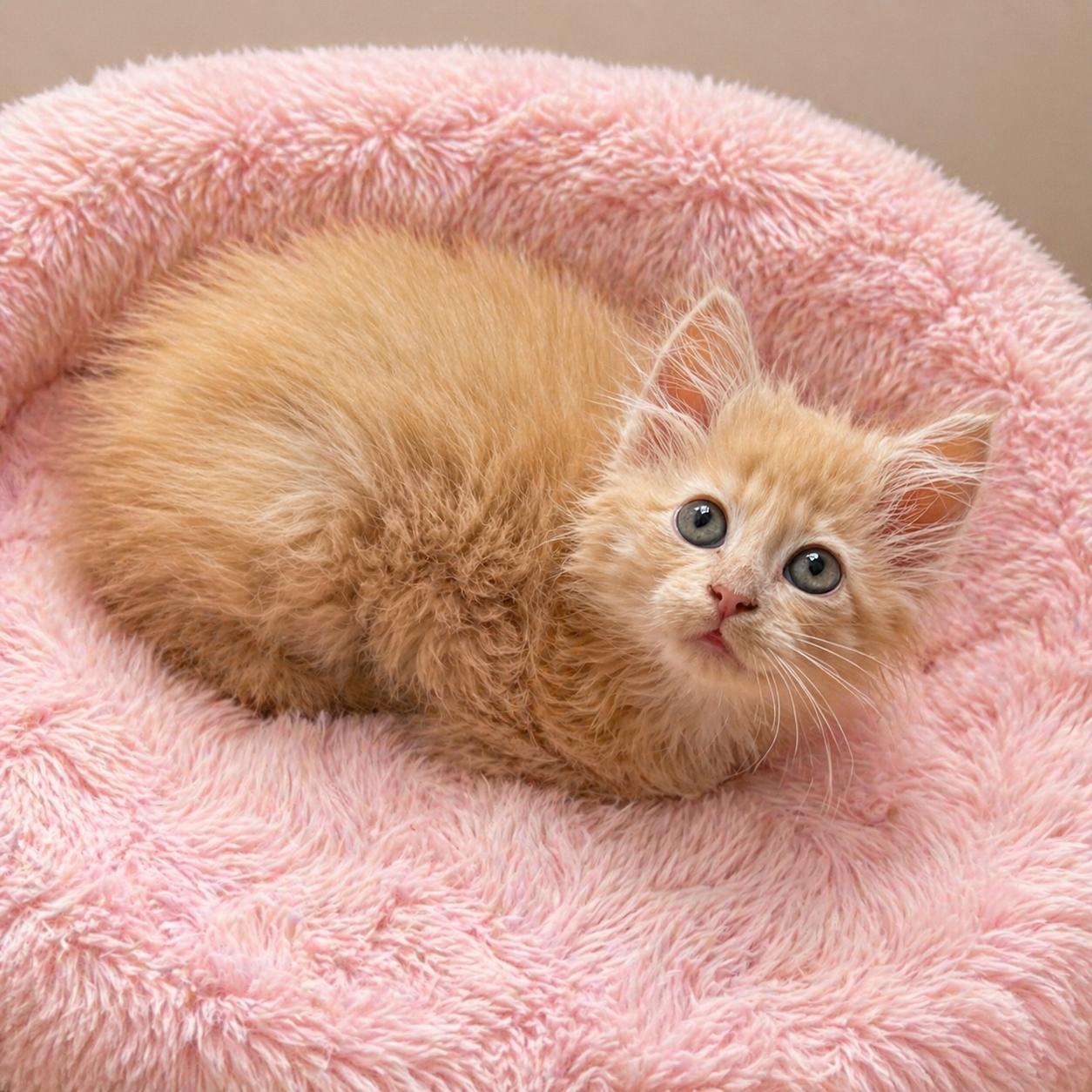 Enlarge Lochlyn — Soft, Sweet, and Made for Snuggles, a Adoptable Domestic Long Hair in Hillsboro, TX image 6/6