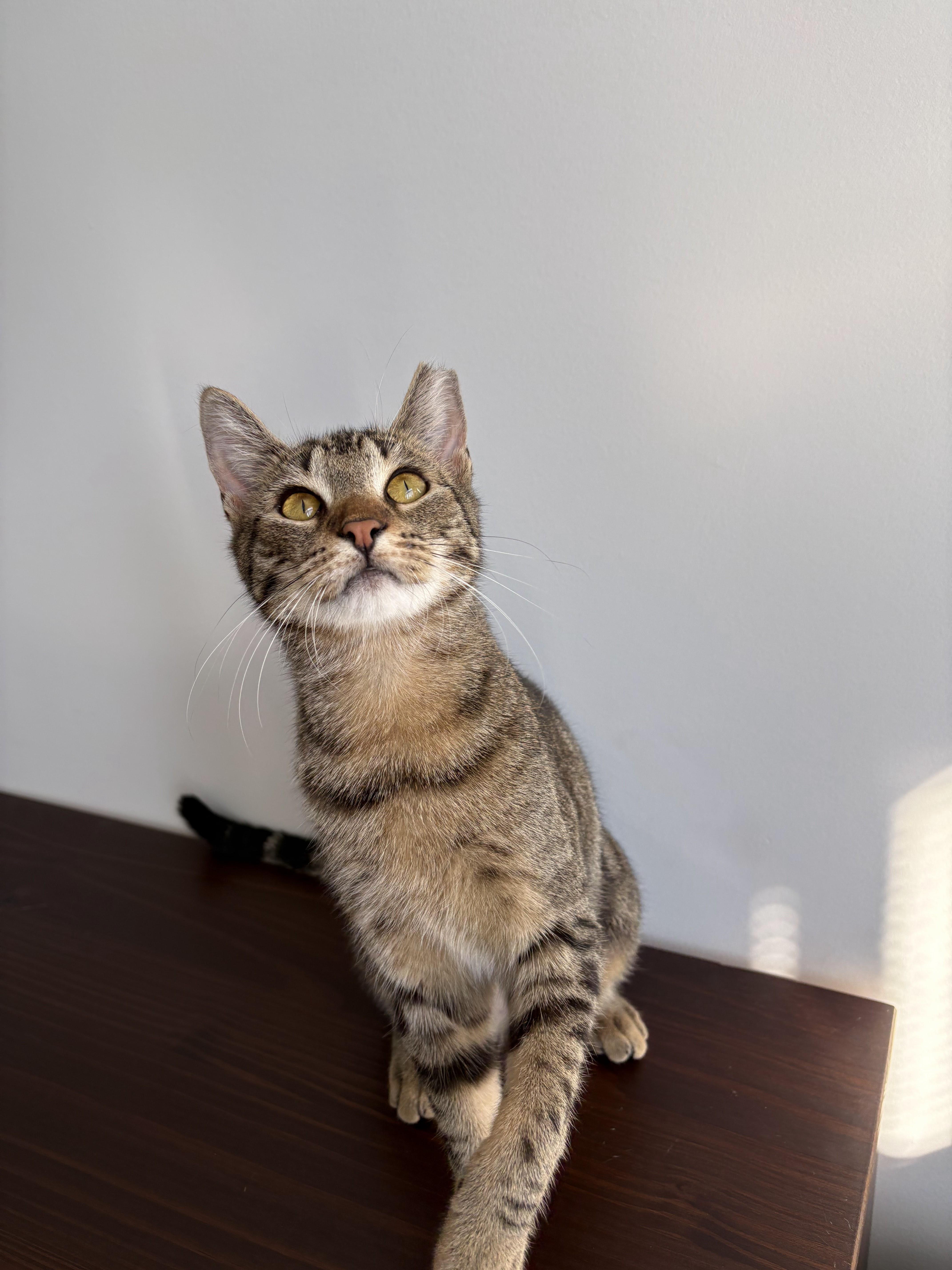 Enlarge Banshee, a ADOPTABLE Domestic Short Hair in brooklyn, NY image 3/6