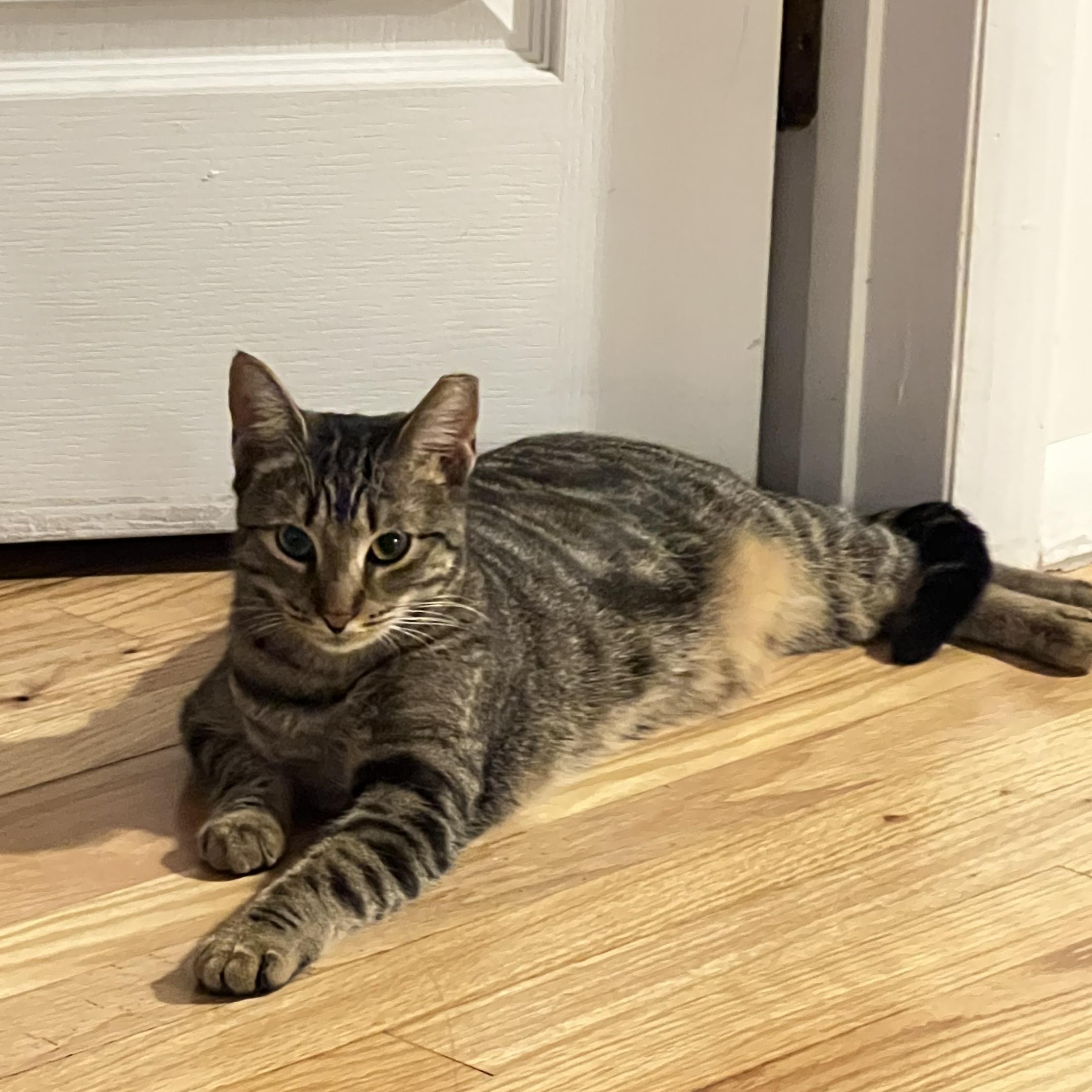 Banshee, Adoptable, Kitten Female Domestic Short Hair.