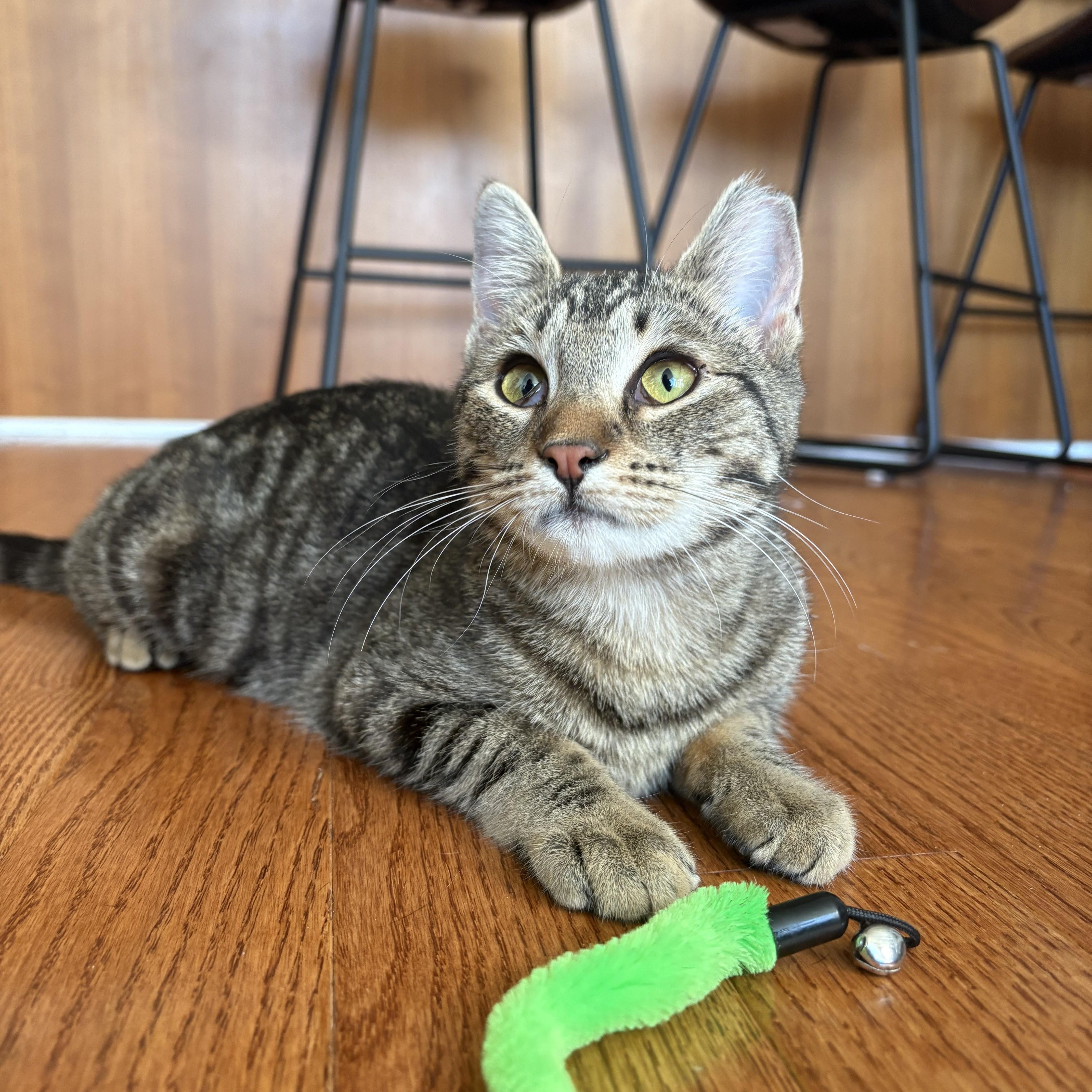 Enlarge Banshee, a ADOPTABLE Domestic Short Hair in brooklyn, NY image 1/6