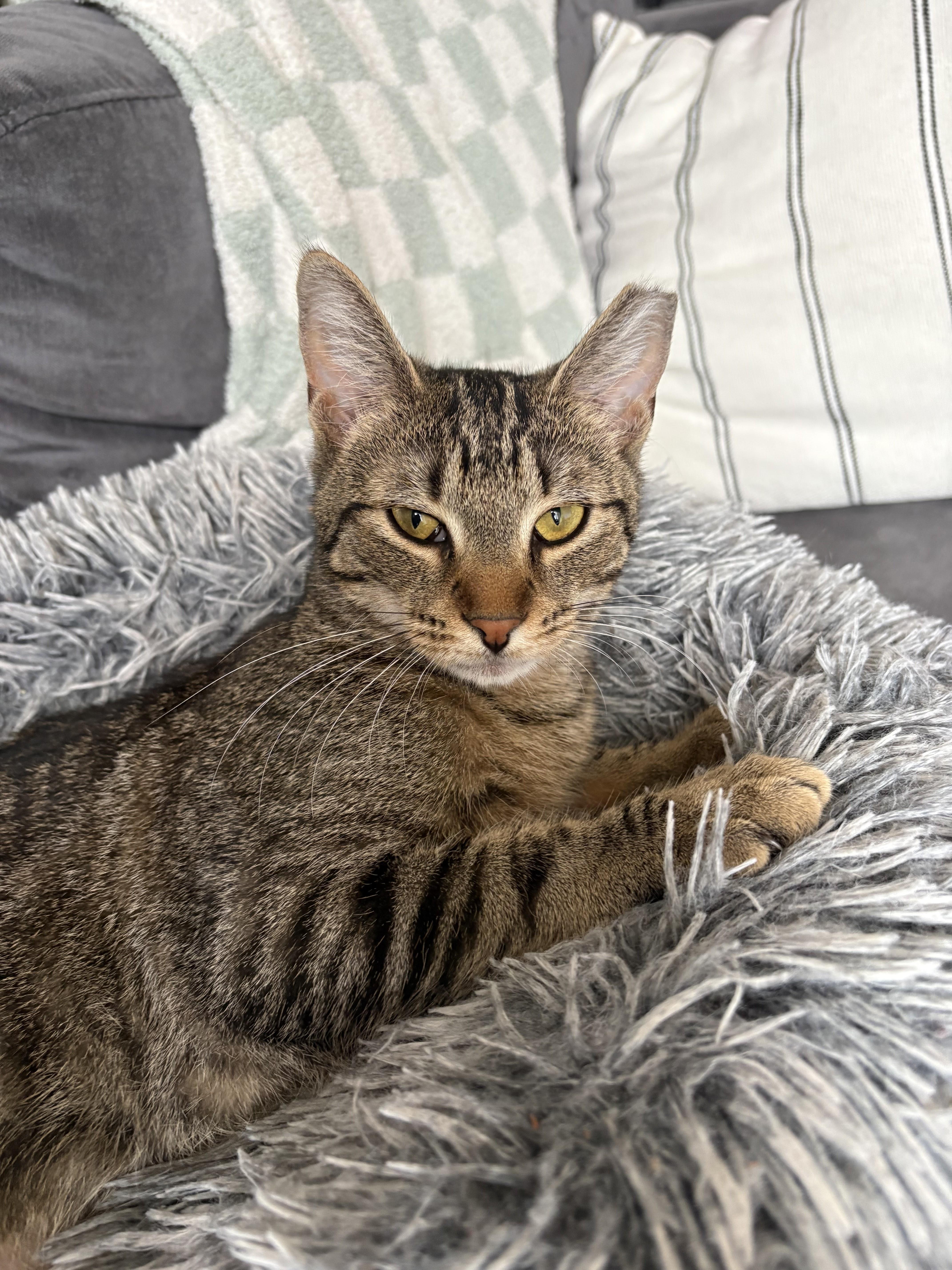 Enlarge Banshee, a ADOPTABLE Domestic Short Hair in brooklyn, NY image 5/6