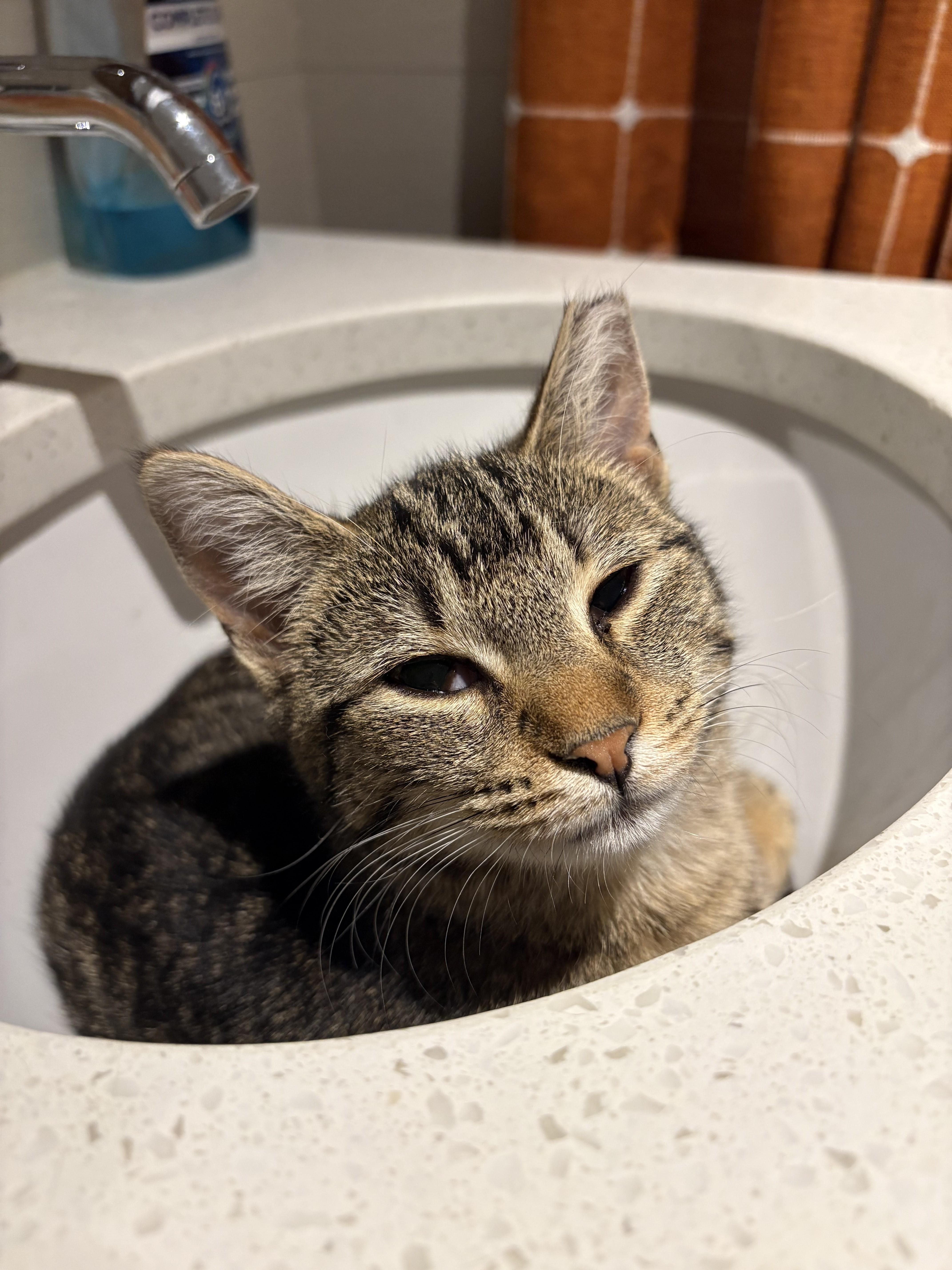 Enlarge Banshee, a ADOPTABLE Domestic Short Hair in brooklyn, NY image 4/6