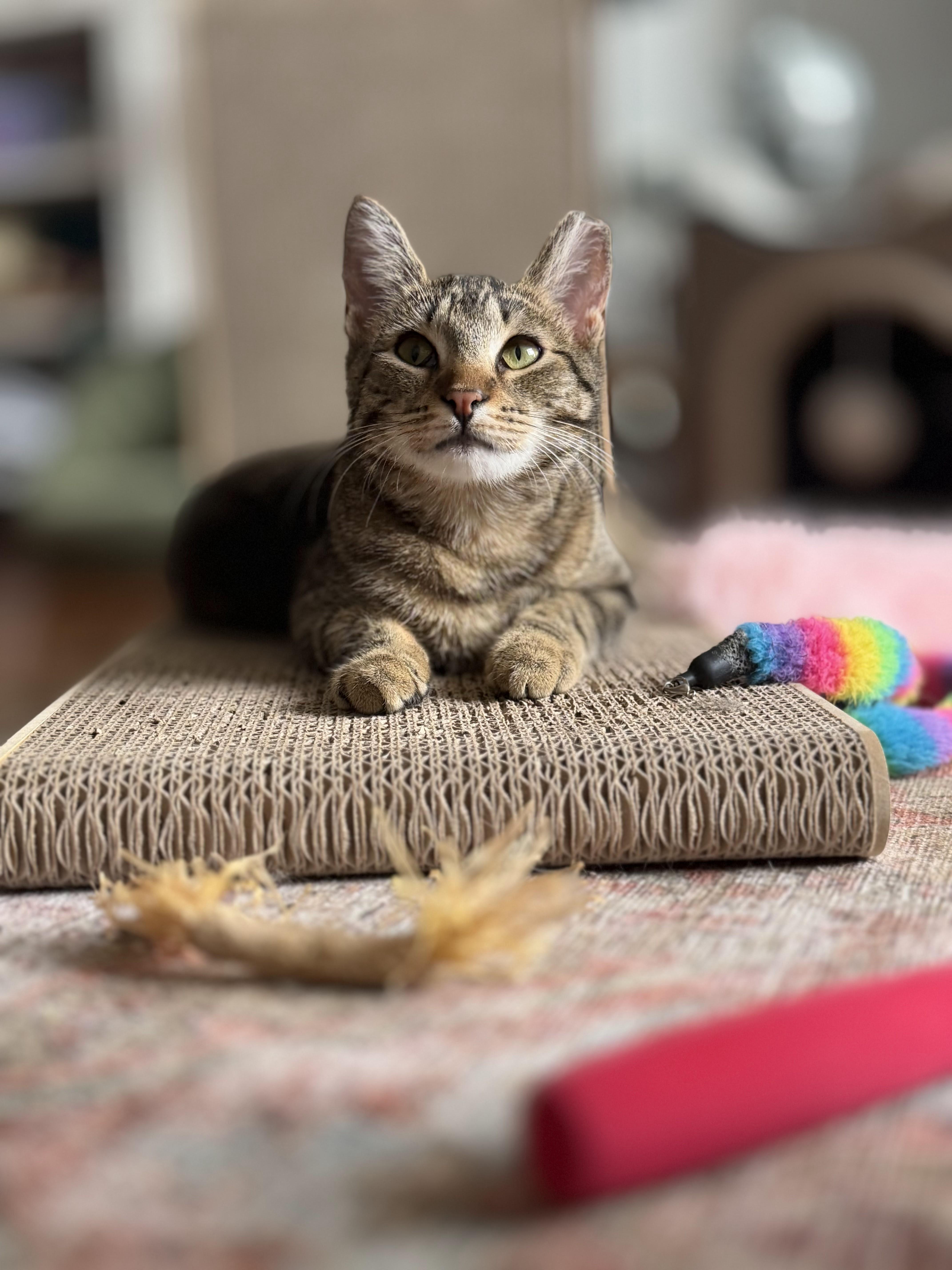 Enlarge Banshee, a ADOPTABLE Domestic Short Hair in brooklyn, NY image 2/6