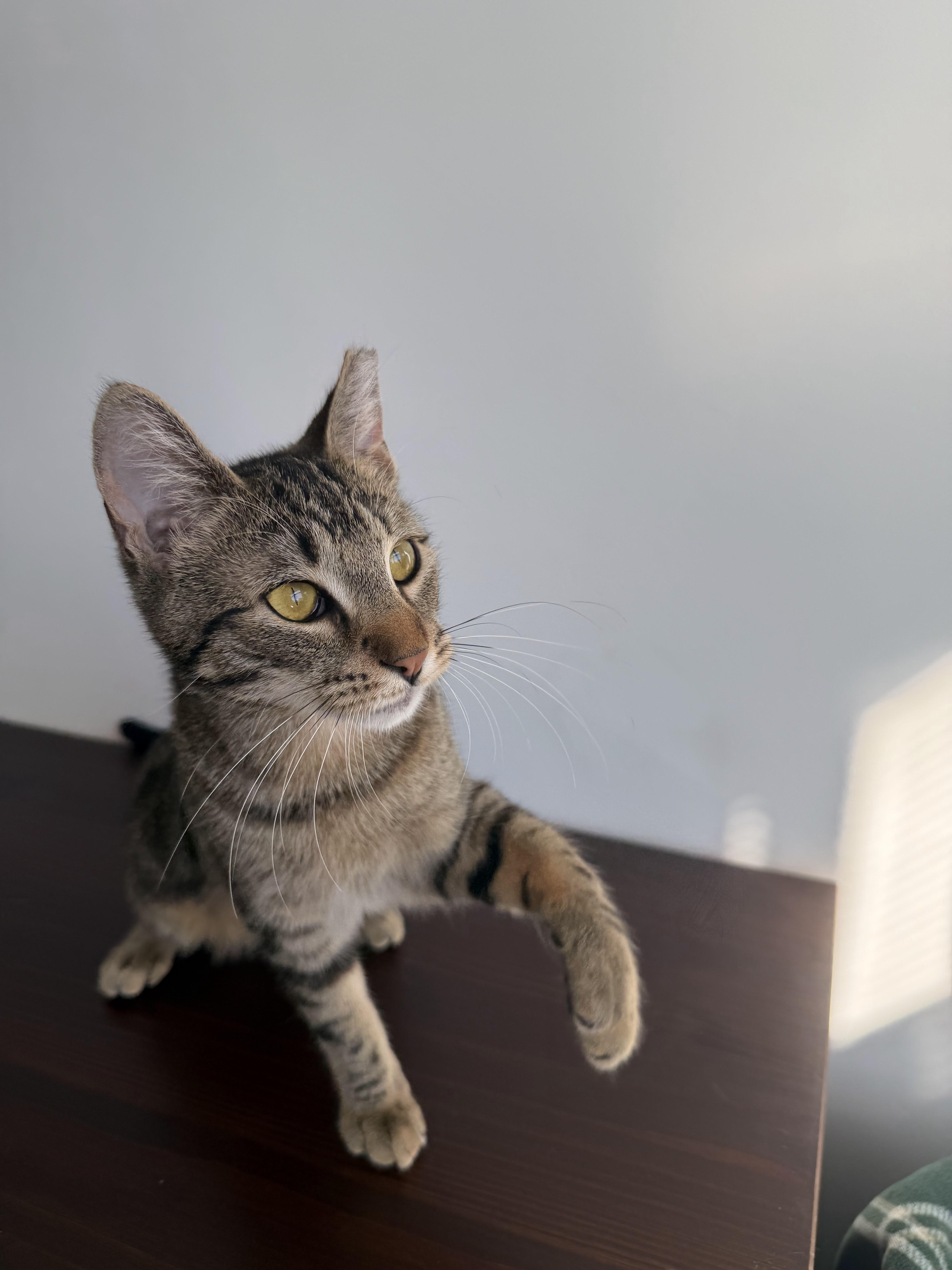 Enlarge Banshee, a ADOPTABLE Domestic Short Hair in brooklyn, NY image 6/6