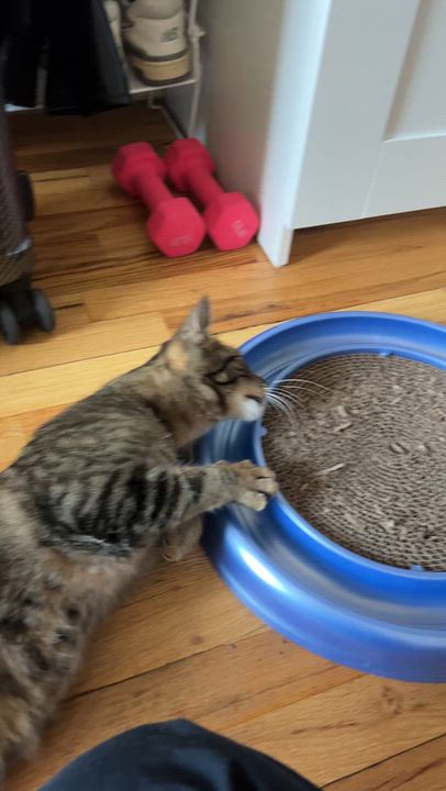 Enlarge Banshee, a Adoptable Domestic Short Hair in brooklyn, NY video 3/6