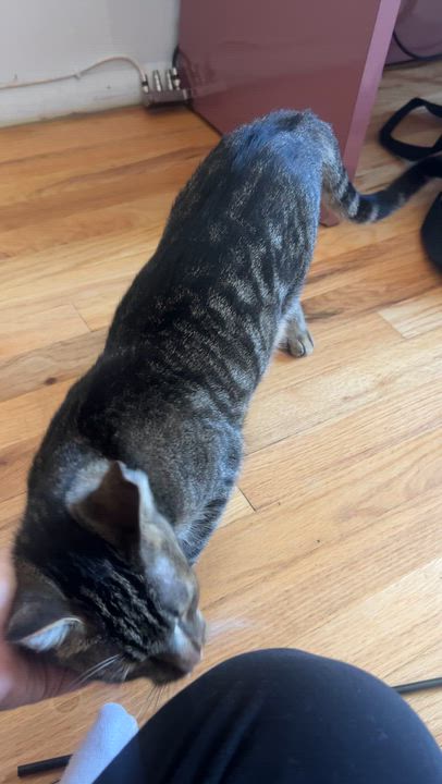 Enlarge Banshee, a Adoptable Domestic Short Hair in brooklyn, NY video 2/6