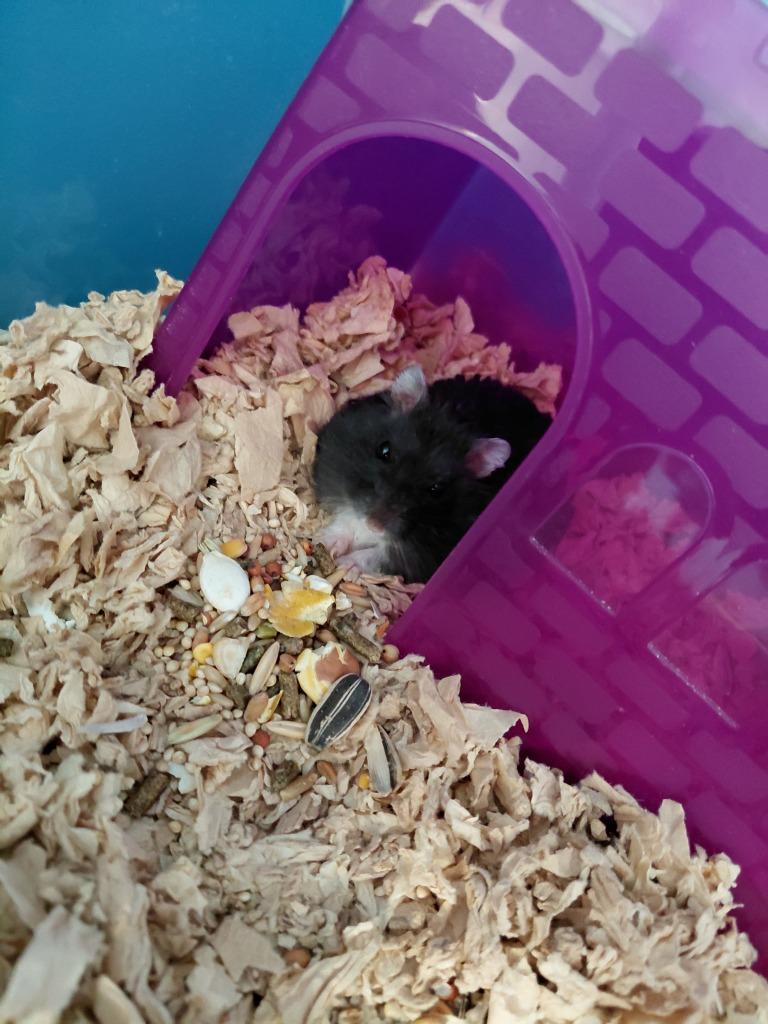 Archer, Adoptable, Senior Male Hamster.