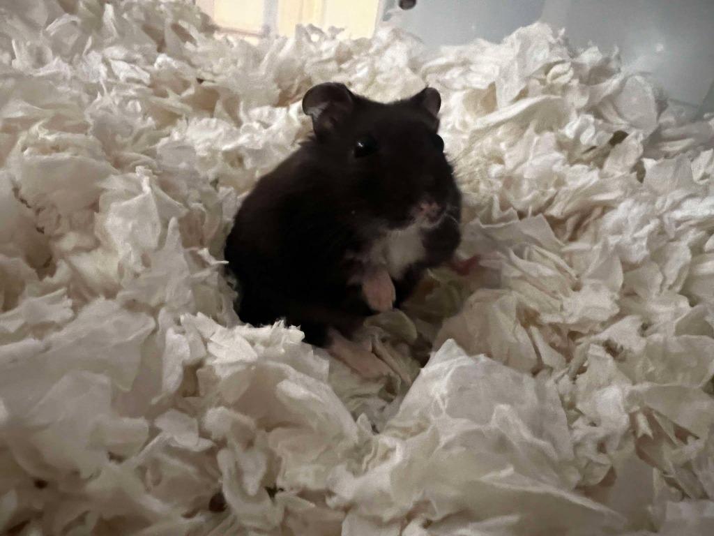Archer, Adoptable, Young Male Hamster.