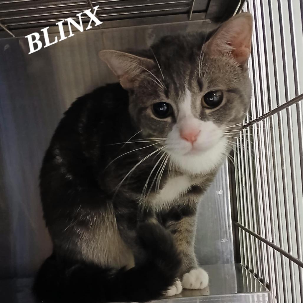 Enlarge Blinx, a Adoptable Domestic Short Hair in Richmond, IN image 1/1