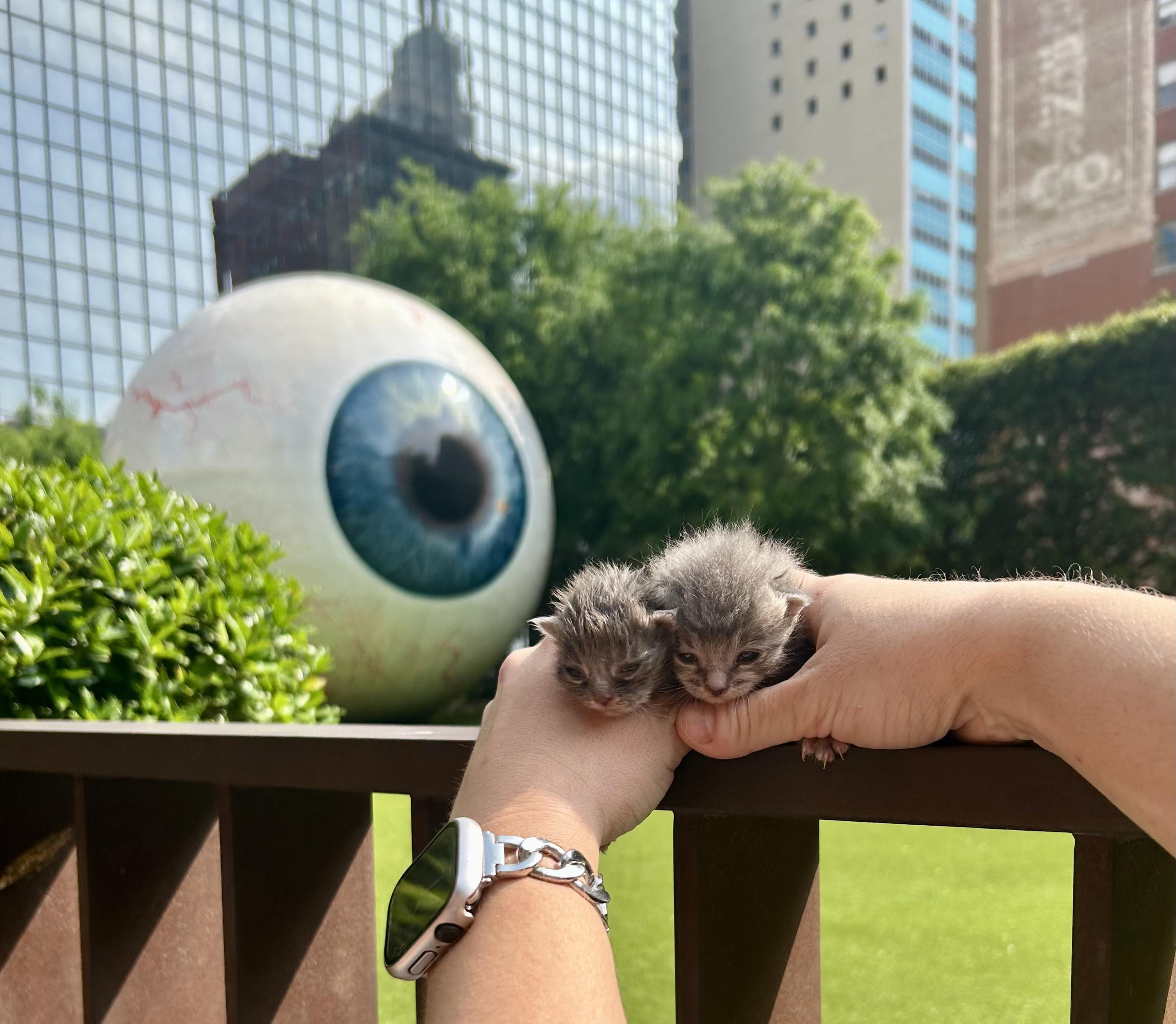 Pip, Adopted, Young Male Domestic Medium Hair.