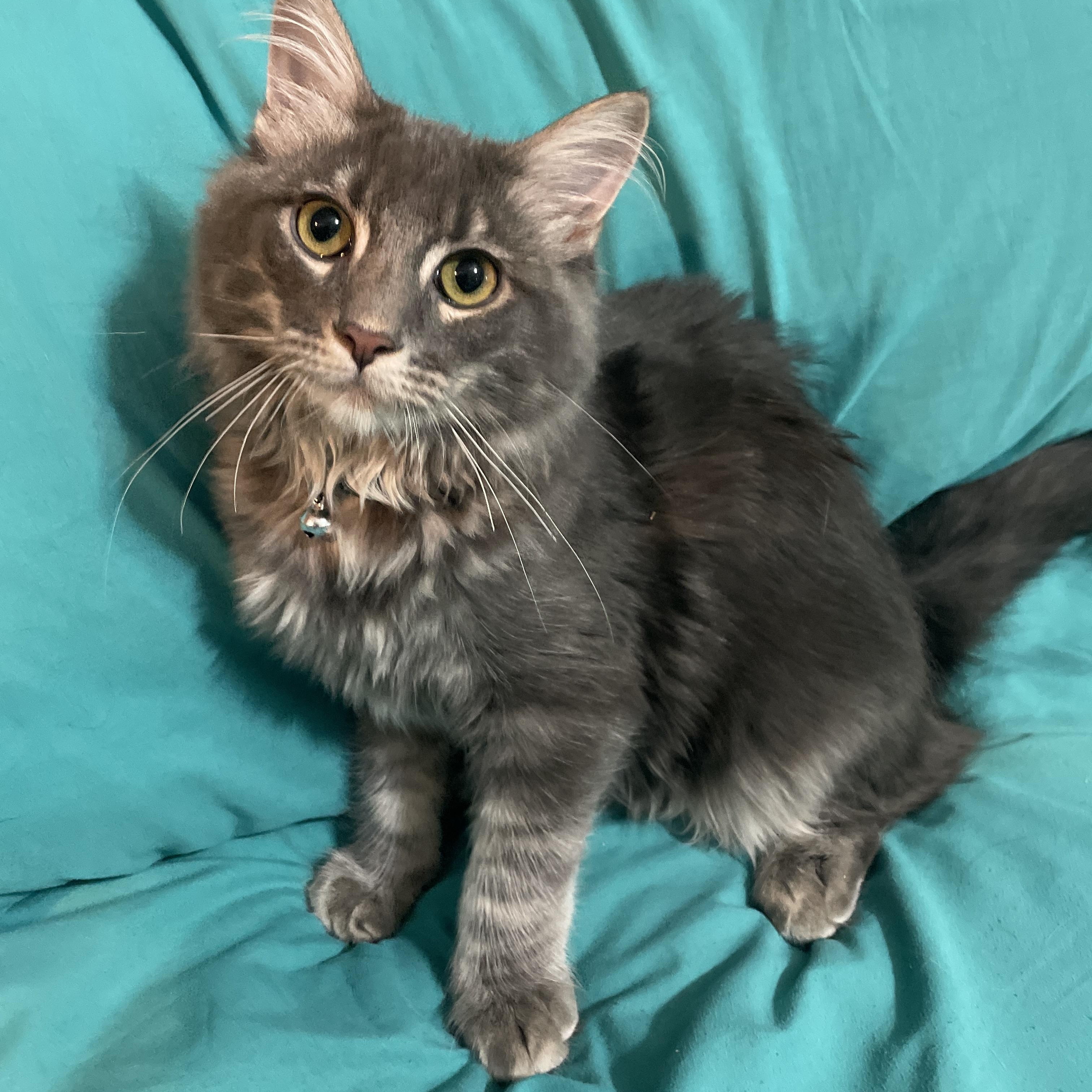 Enlarge Pip, a Adopted mixed breed in Chickasha, OK image 2/3