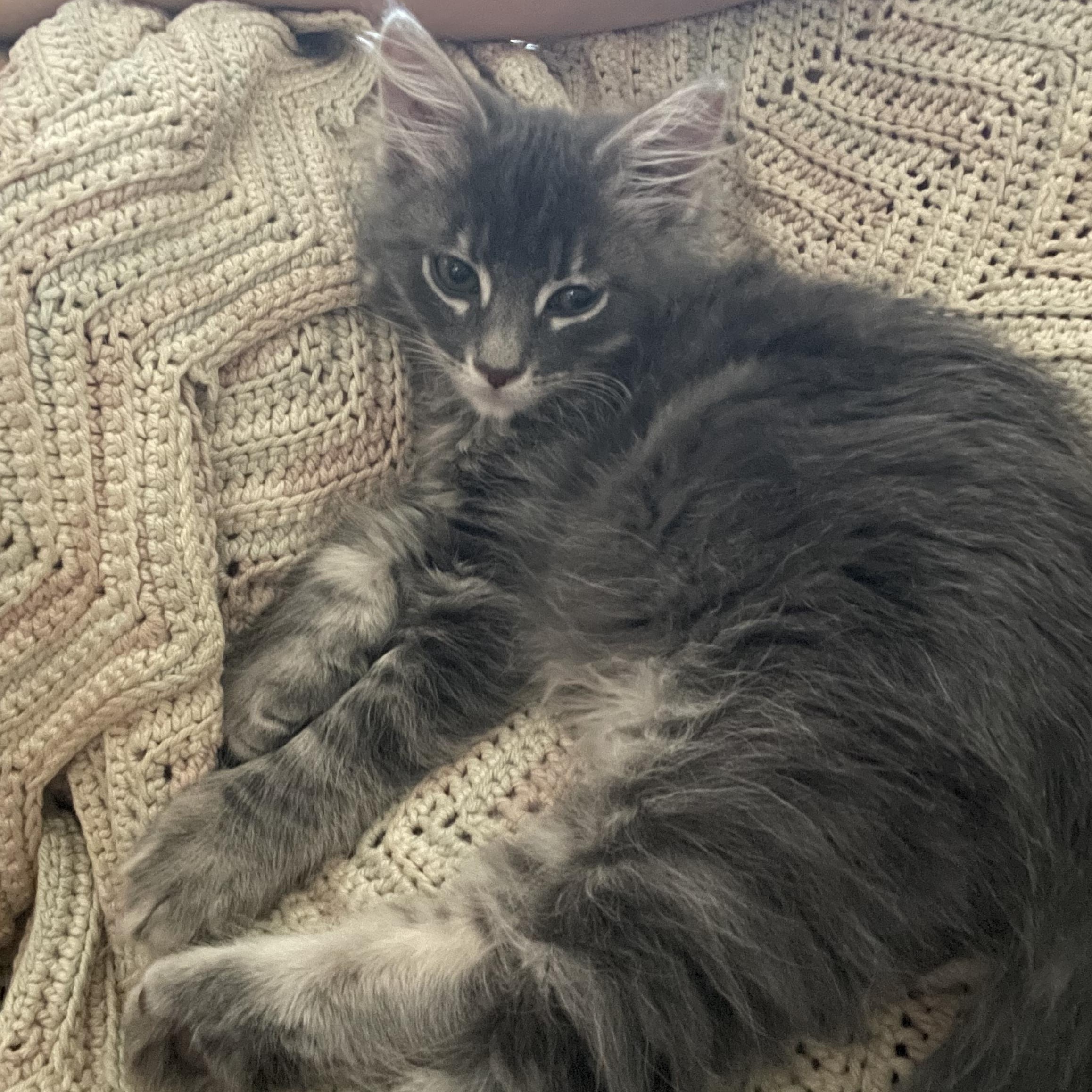 Enlarge Pip, a Adopted mixed breed in Chickasha, OK image 3/3