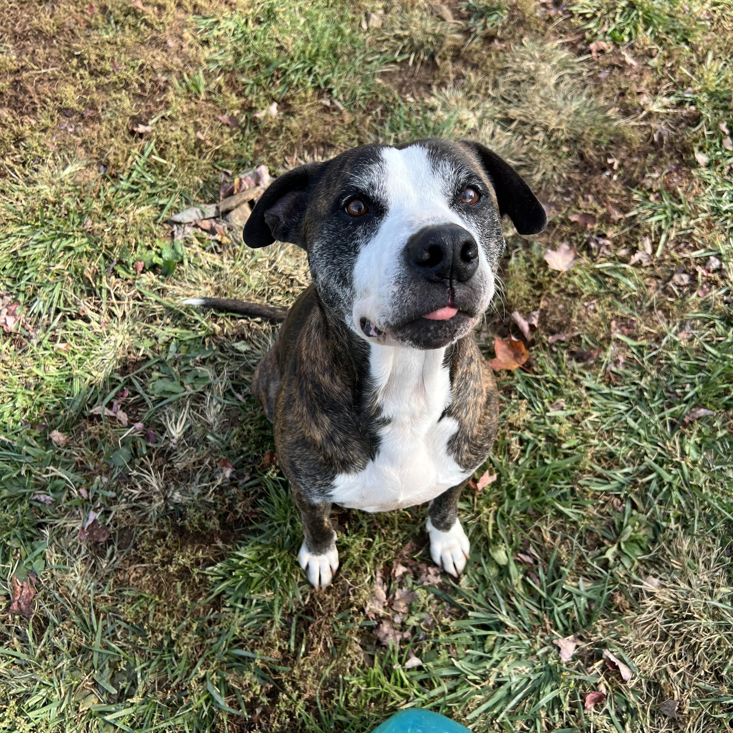 Enlarge Sonny, a Adoptable Mixed Breed in Floyd, VA image 6/6
