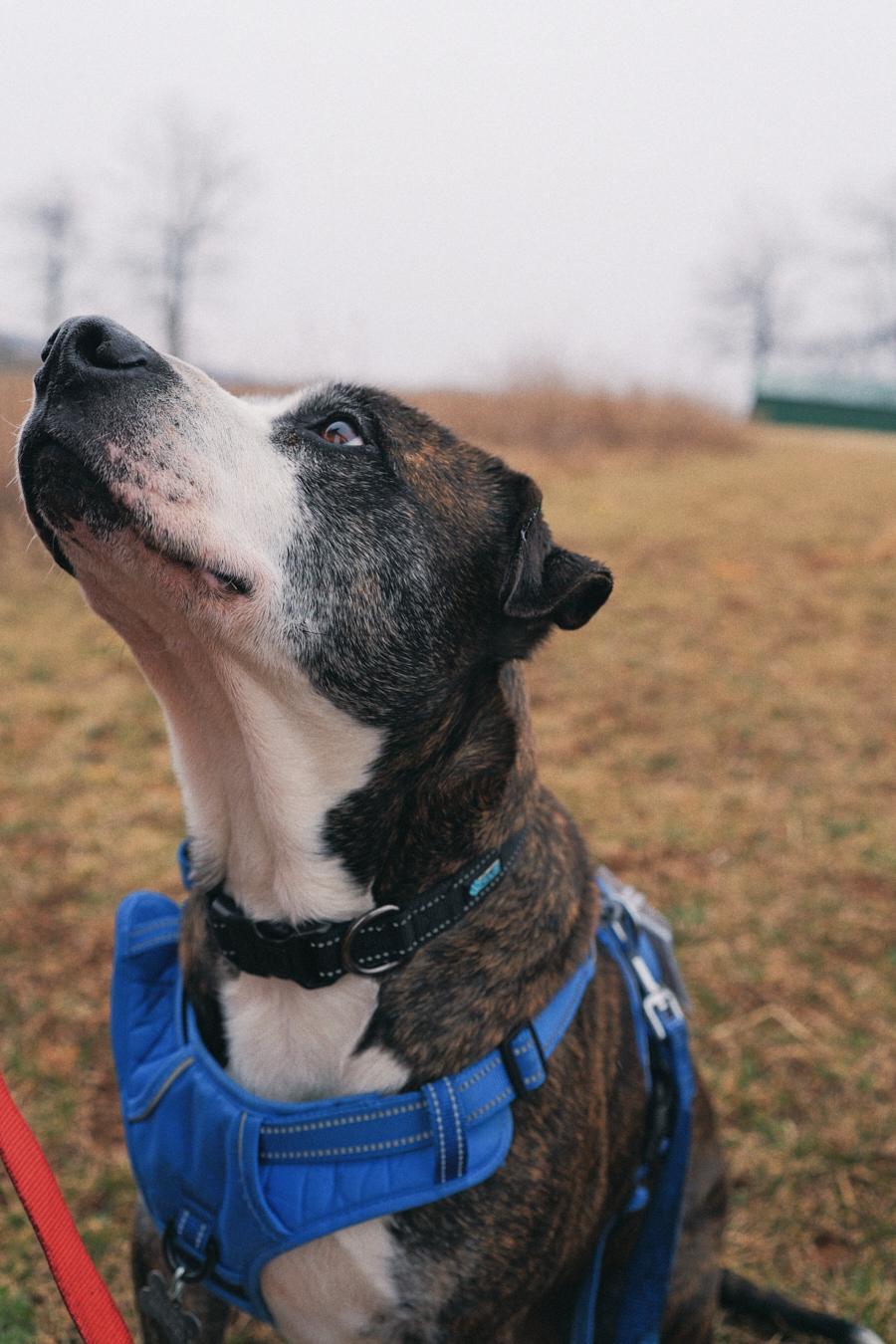 Sonny, a Adoptable Mixed Breed in Floyd, VA image 5/6