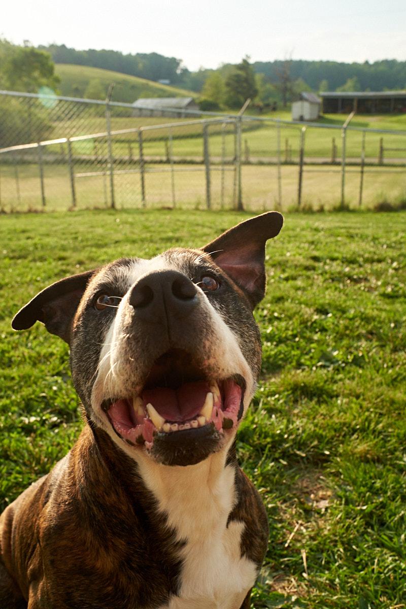 Sonny, Adult Male Pit Bull Terrier