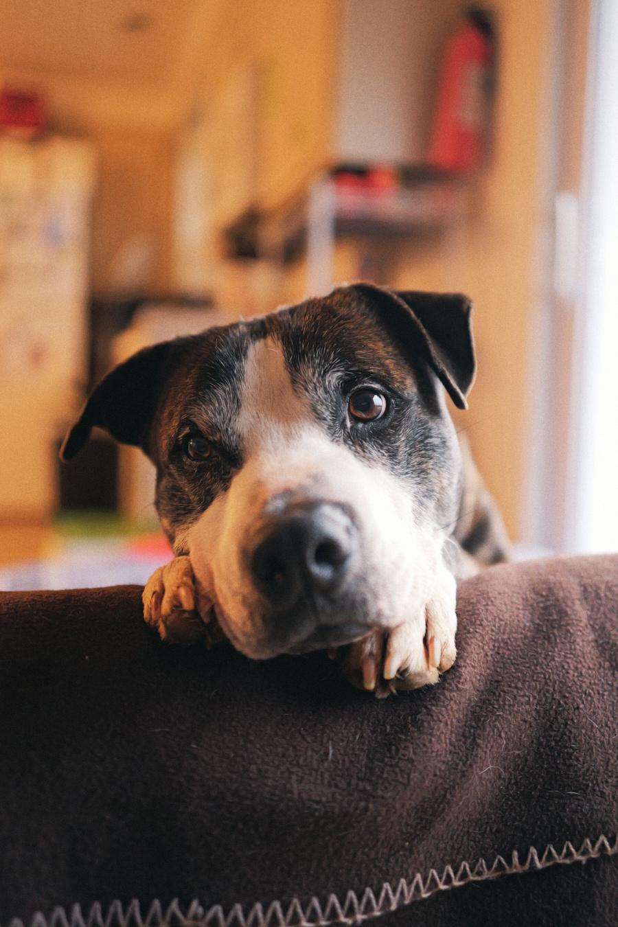 Sonny, a Adoptable Mixed Breed in Floyd, VA image 1/6