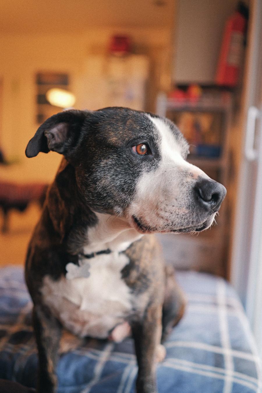 Sonny, a Adoptable Mixed Breed in Floyd, VA image 6/6