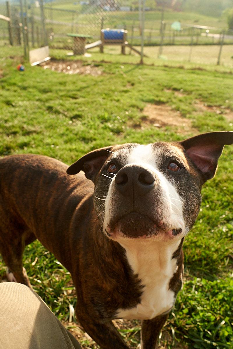 Enlarge Sonny, a Adoptable Mixed Breed in Floyd, VA image 3/6