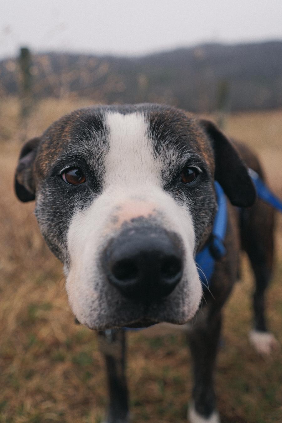 Sonny, a Adoptable Mixed Breed in Floyd, VA image 2/6