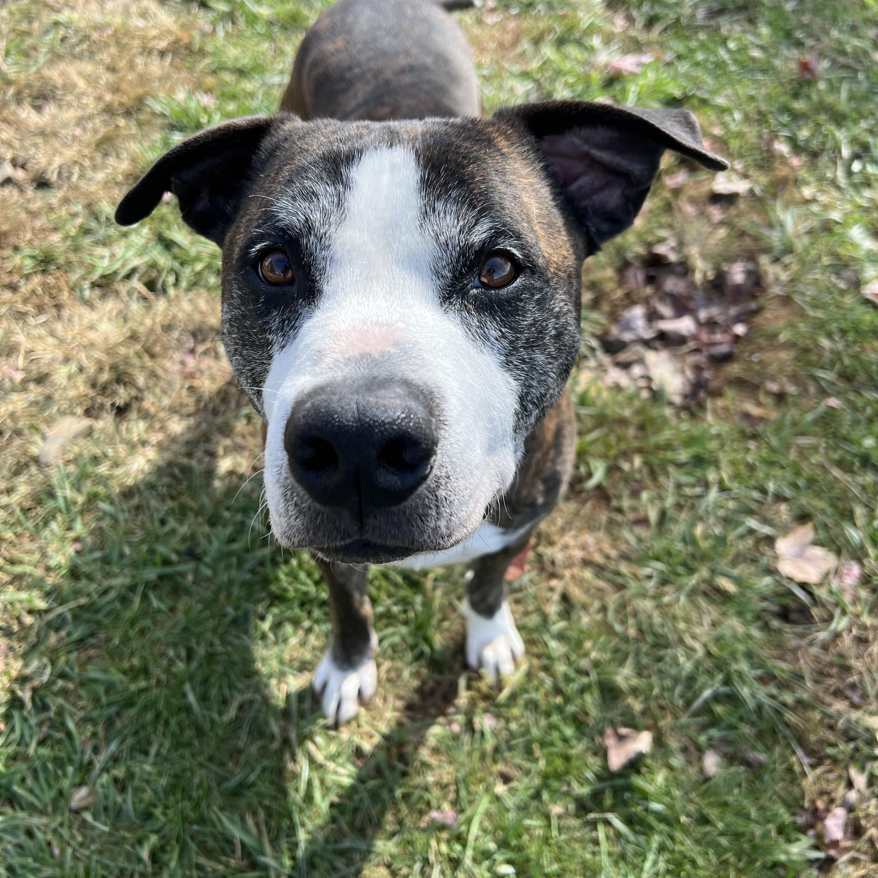 Enlarge Sonny, a Adoptable Mixed Breed in Floyd, VA image 1/6