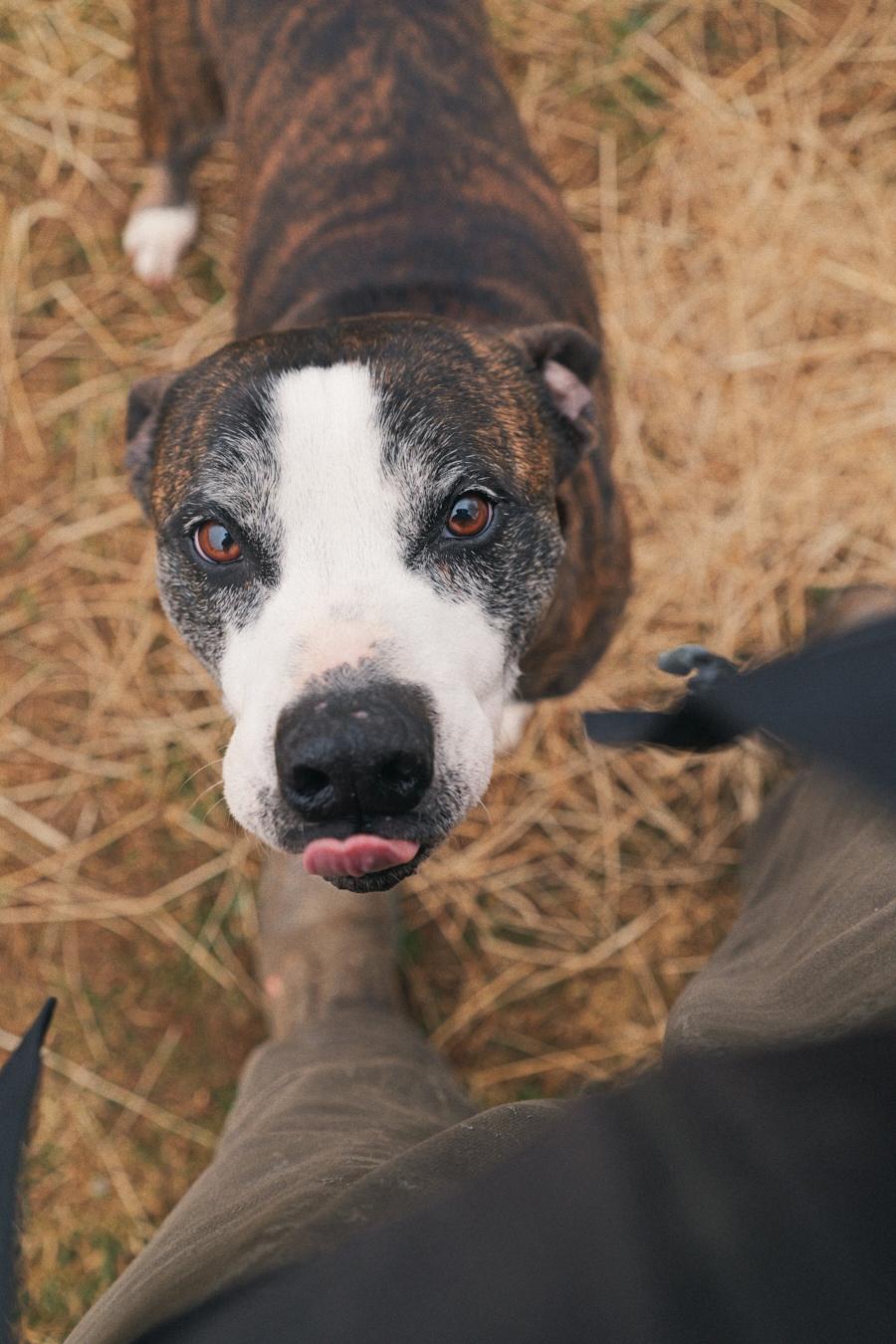 Sonny, a Adoptable Mixed Breed in Floyd, VA image 4/6