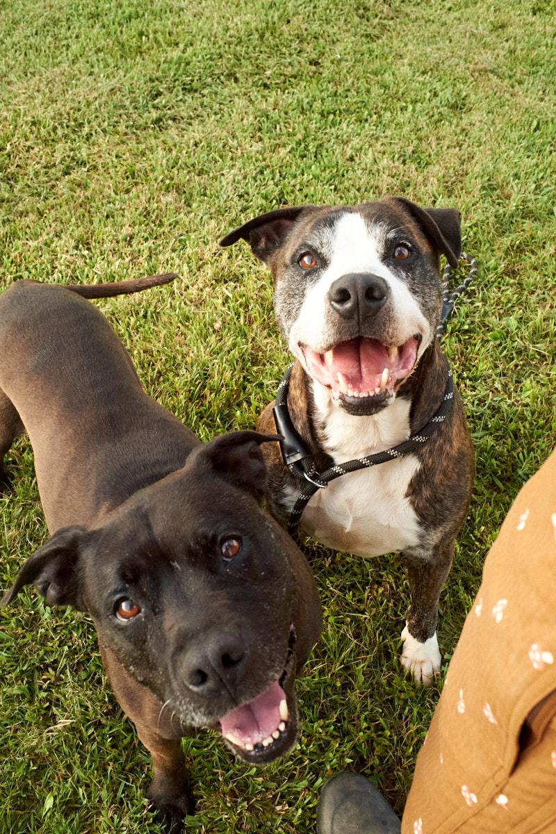 Enlarge Sonny, a Adoptable Mixed Breed in Floyd, VA image 4/6