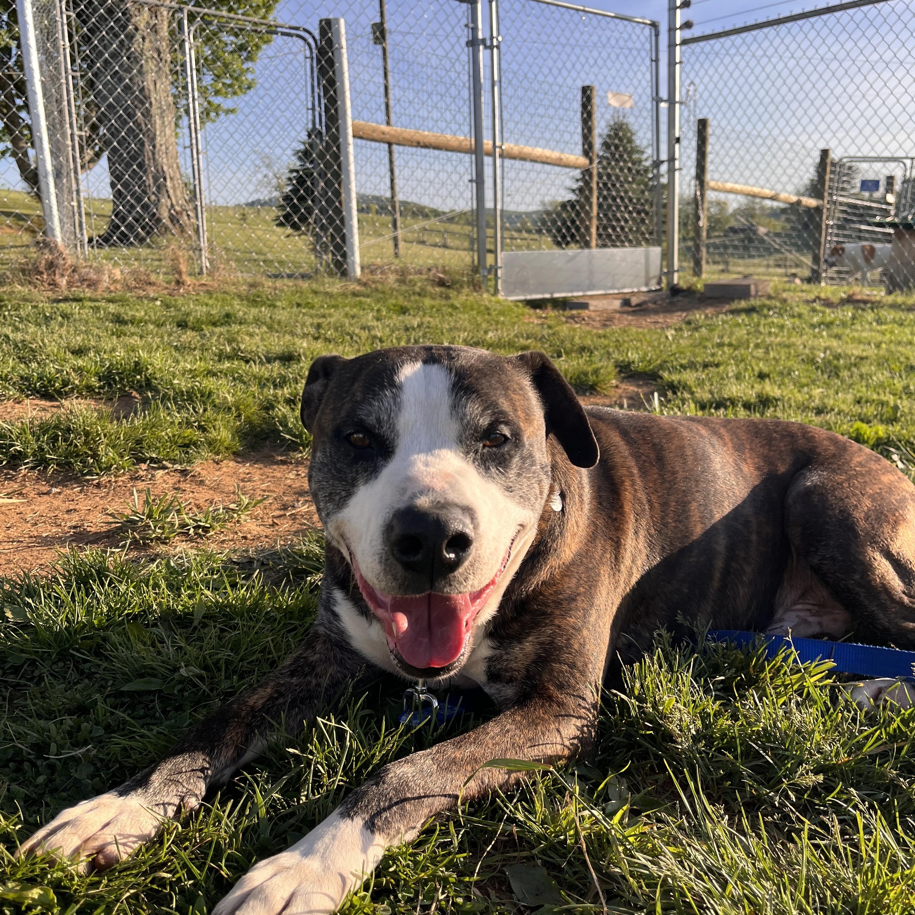 Enlarge Sonny, a Adoptable Mixed Breed in Floyd, VA image 5/6