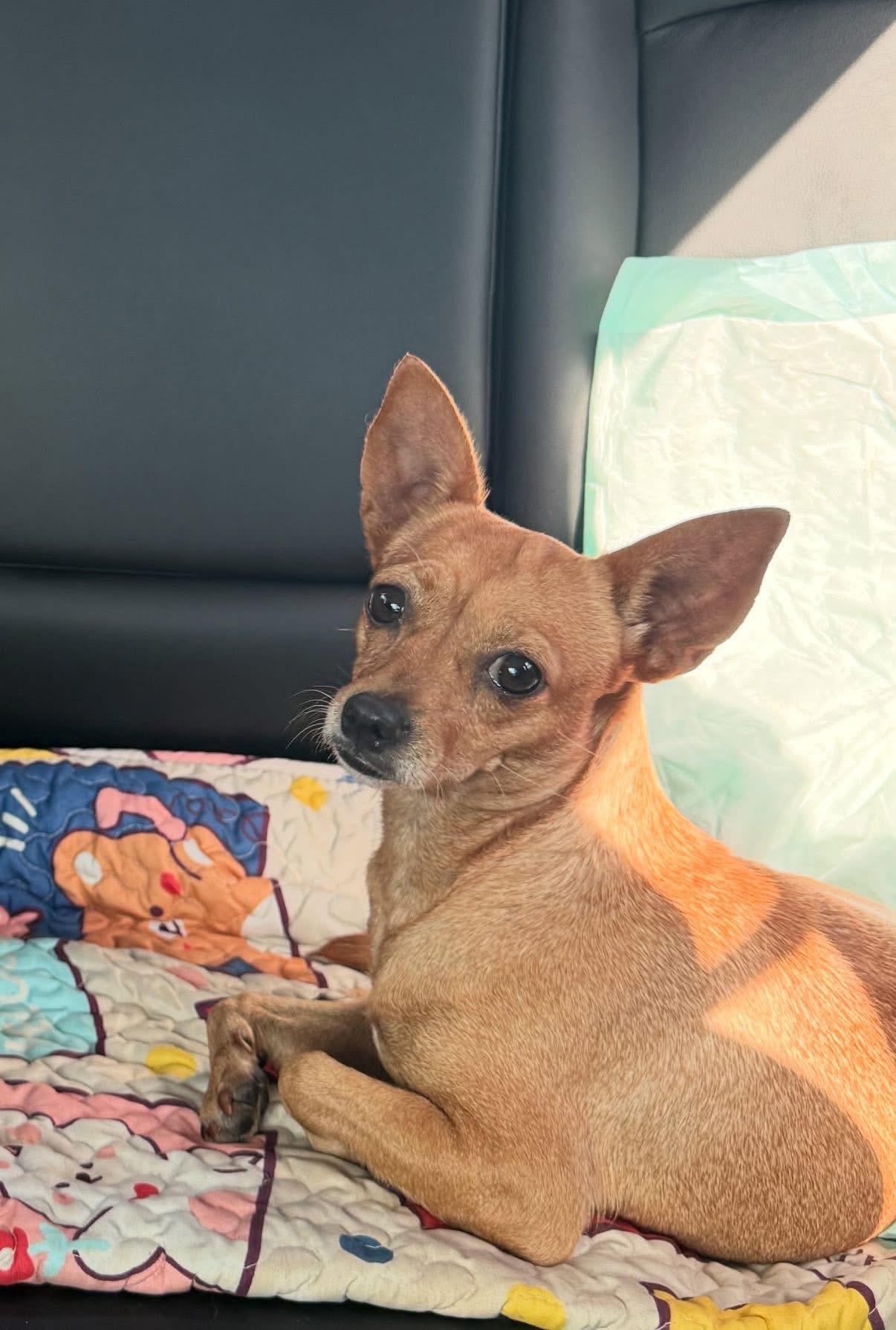 Honey, Adoptable, Adult Female Chihuahua.