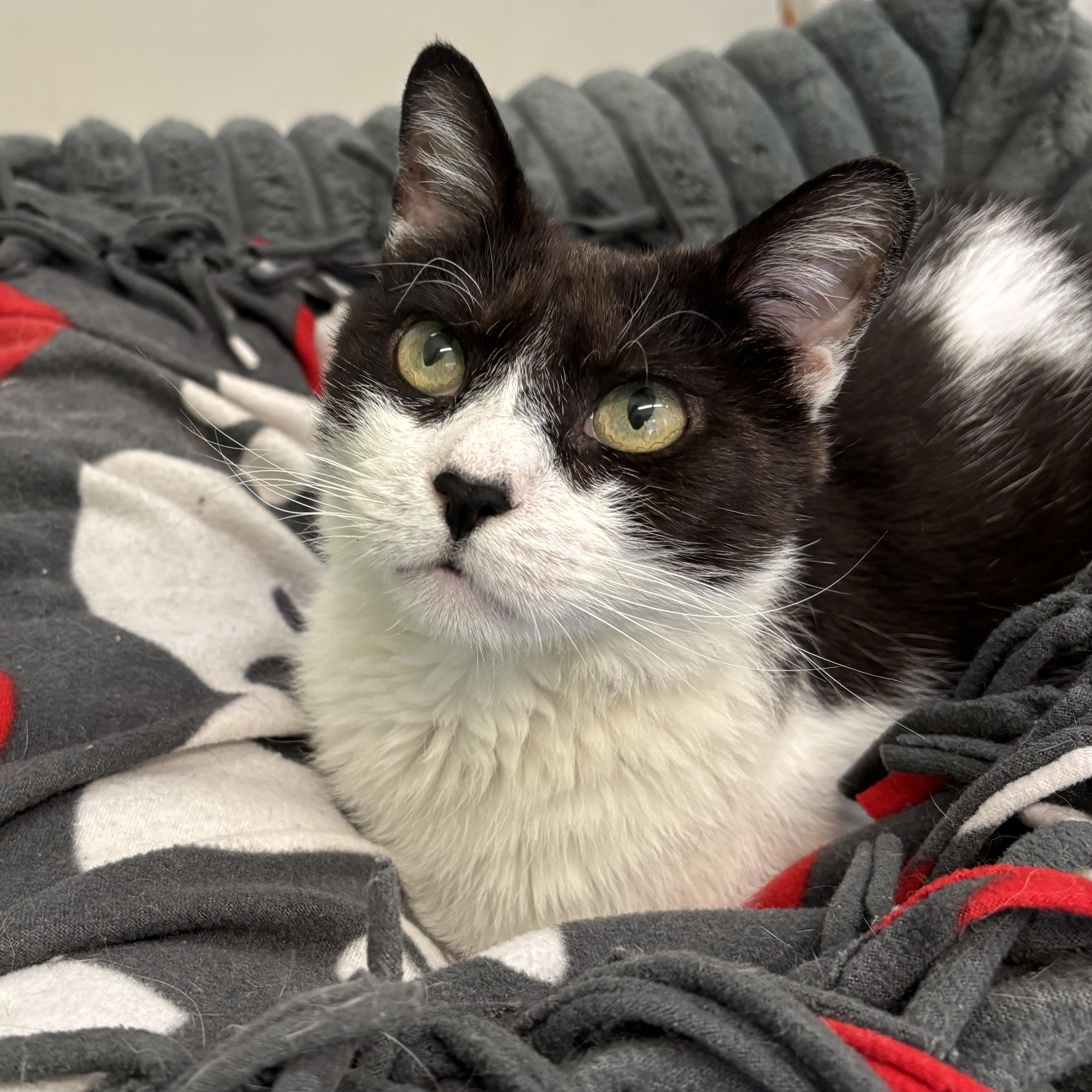 Houdini, ADOPTABLE, Adult Male Tuxedo.