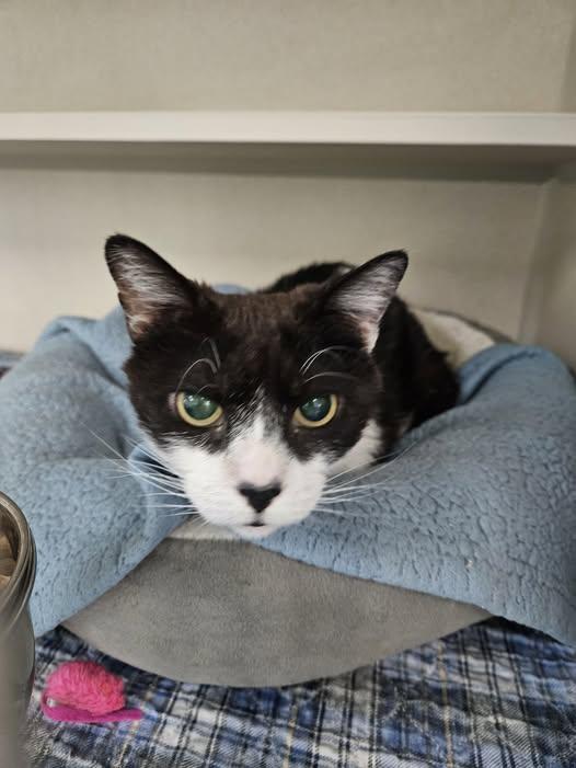 Enlarge Houdini, a ADOPTABLE Tuxedo in Quincy, CA image 1/1