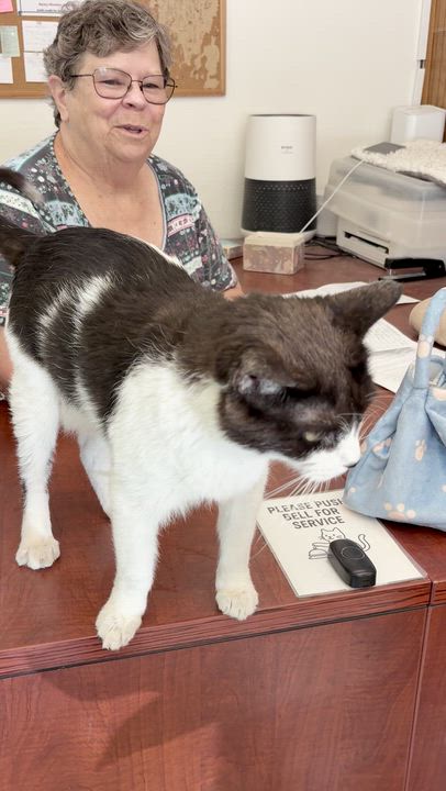 Enlarge Houdini, a ADOPTABLE Tuxedo in Quincy, CA video 3/4