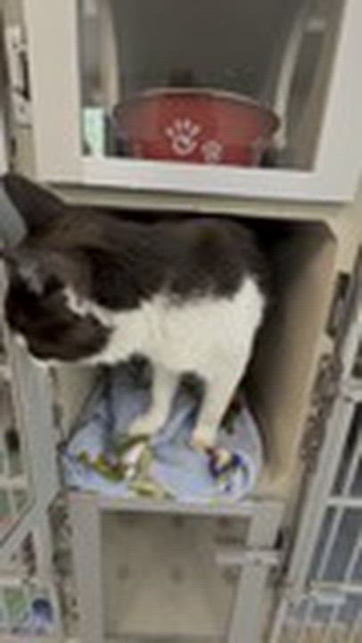 Enlarge Houdini, a ADOPTABLE Tuxedo in Quincy, CA video 4/4