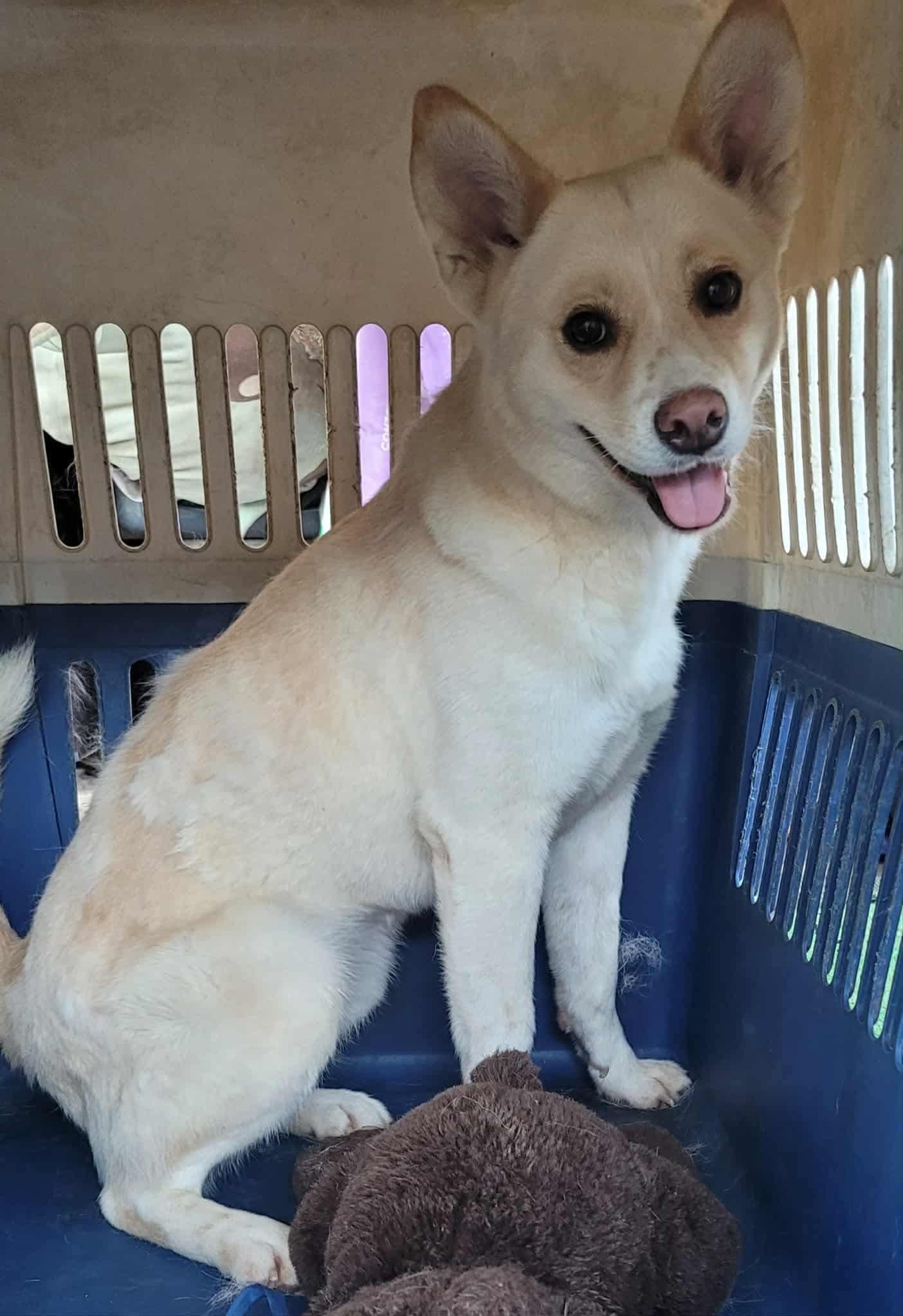 Enlarge Tracy, a Adoptable Mixed Breed in Puyallup, WA image 4/6